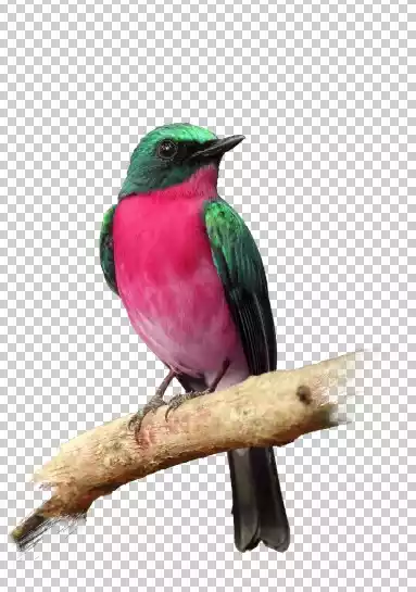 %name download Bird images
