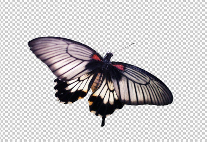 butterfly-png-black