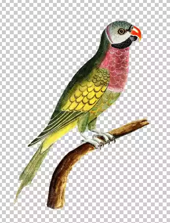 parrot-png-clip art