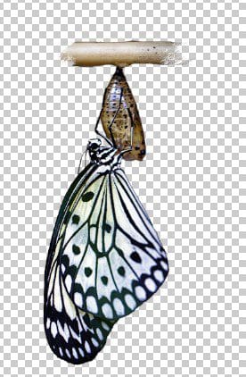 Butterfly-png-birth-