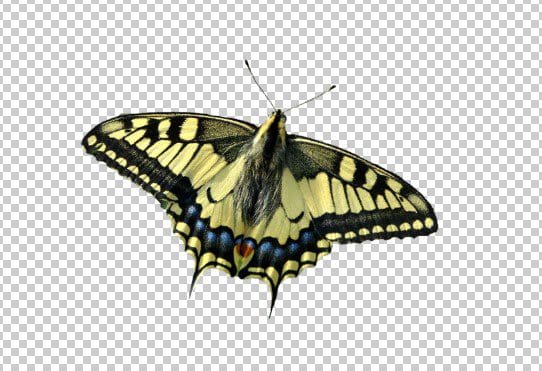 Butterfly-png-download