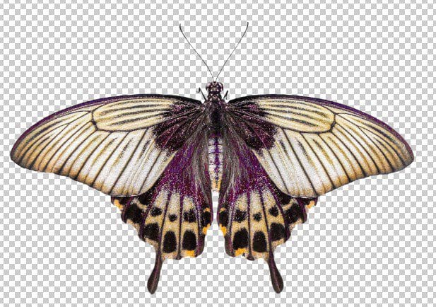 butterfly-purple-donload