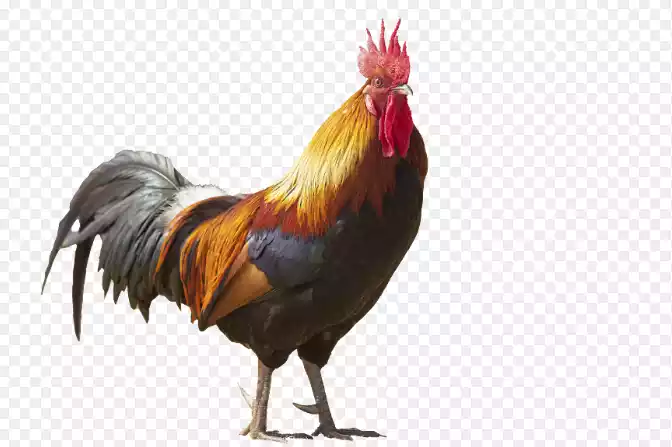 cock-rooster-png-download-pnglab