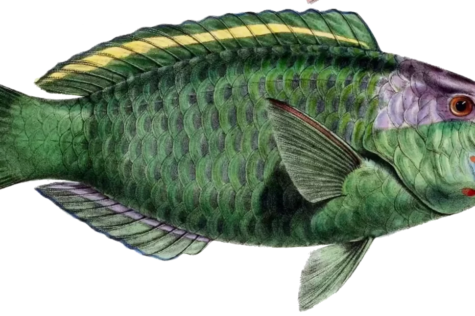 green-fish-drawing-png