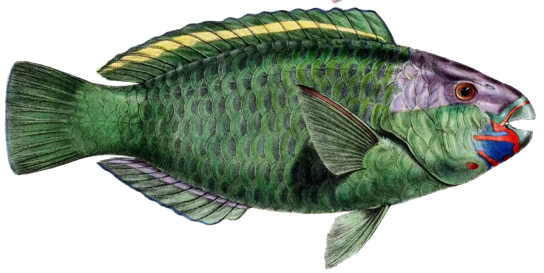 green-fish-drawing-png