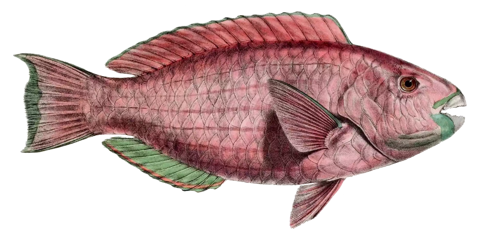 red-fish-drawing