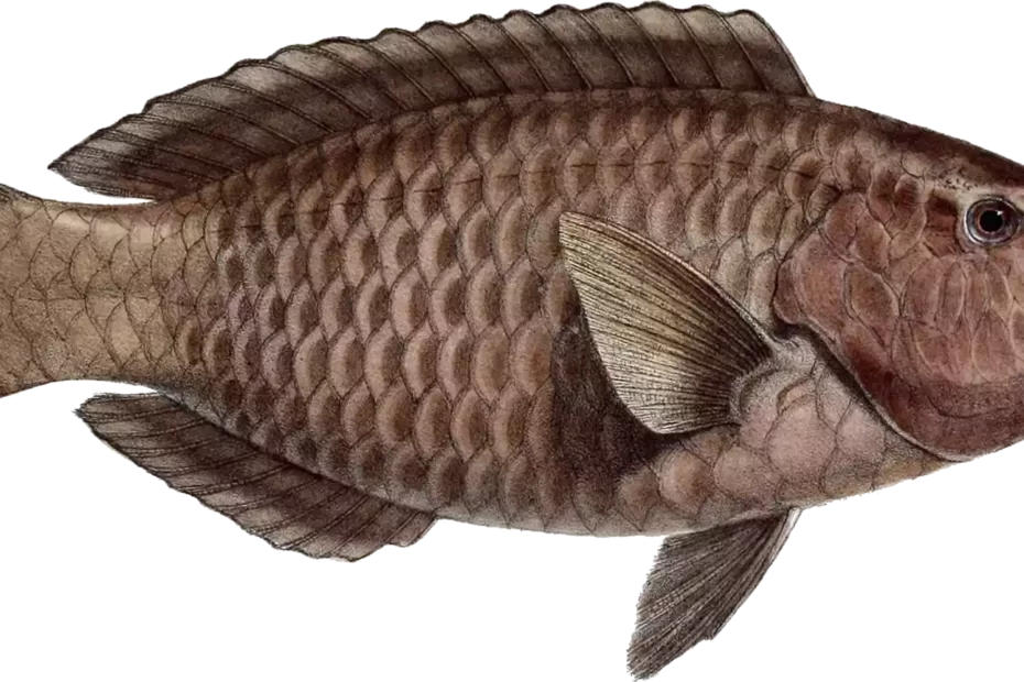 brown-fish-drawing