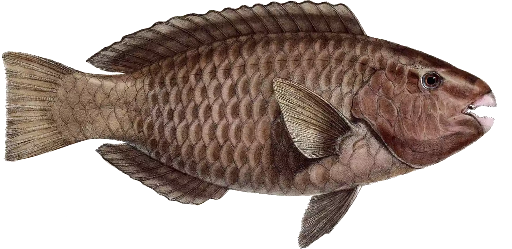 brown-fish-drawing