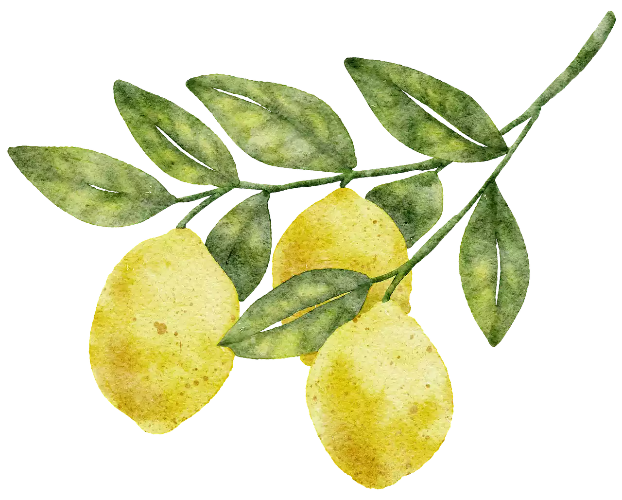 lemon-tree-price-png