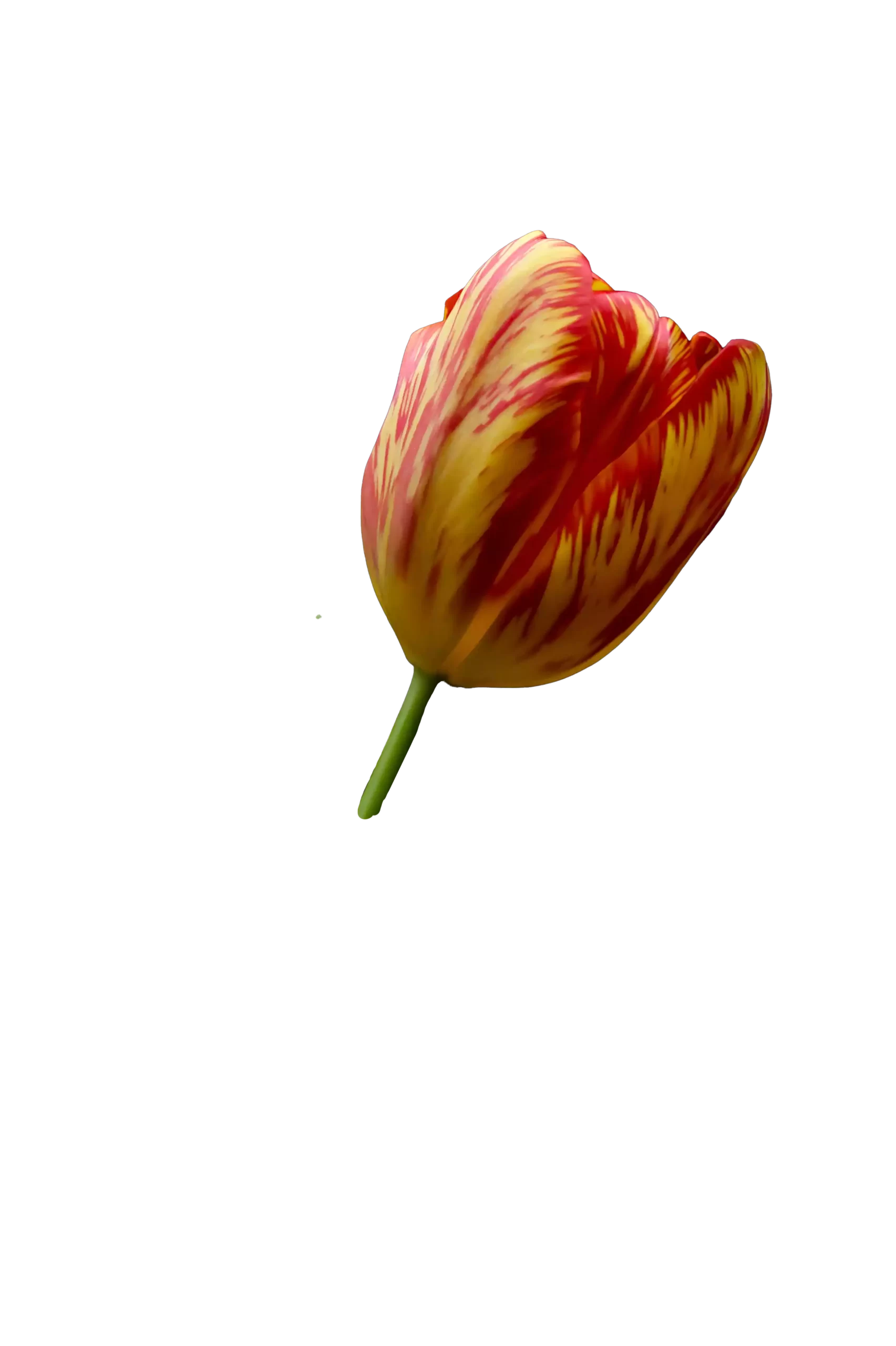 tulip-flower-images-wallpaper-